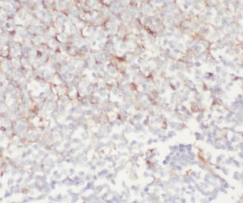 IDO1 Antibody