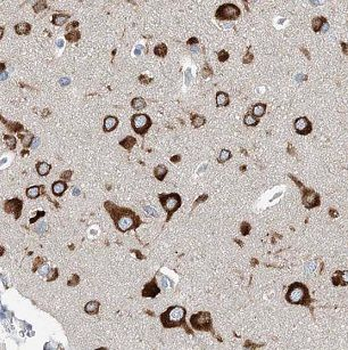 IFFO1 Antibody
