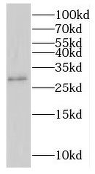IFI30 Antibody