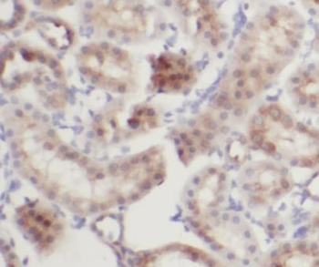 IFIT2 Antibody
