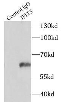 IFIT3 Antibody