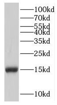 IFITM2 Antibody