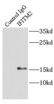 IFITM2 Antibody