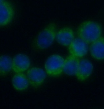 IFITM3 Antibody