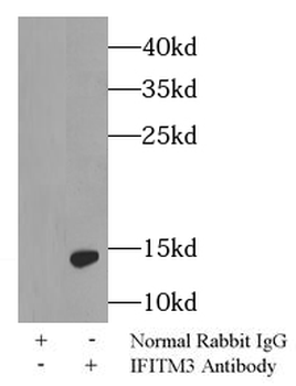 IFITM3 Antibody