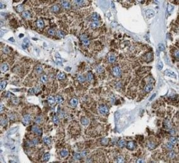 IFITM3 Antibody