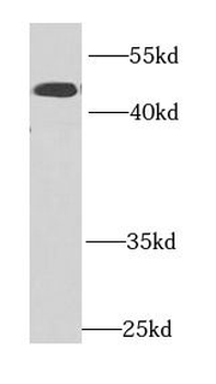 IFRD1 Antibody