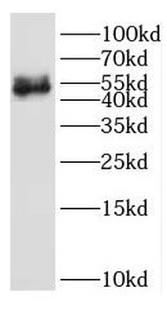 IFRD2 Antibody