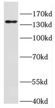 IFT140 Antibody