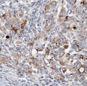 IFT20 Antibody