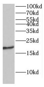 IFT27 Antibody