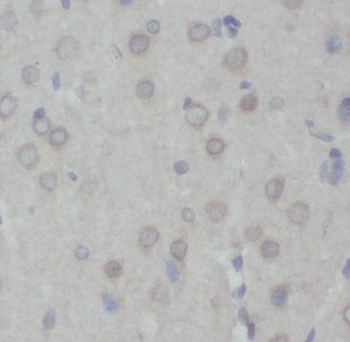 IFT27 Antibody