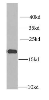 IGFBP4 Antibody