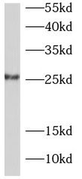 JCHAIN Antibody
