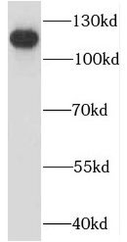 CD101 Antibody