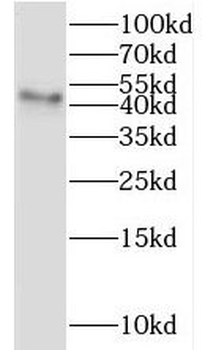 IHH Antibody