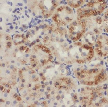 IHH Antibody