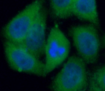 NFKBIA Antibody