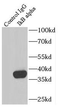 NFKBIA Antibody