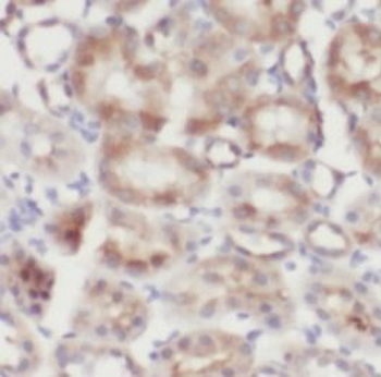 NFKBIA Antibody