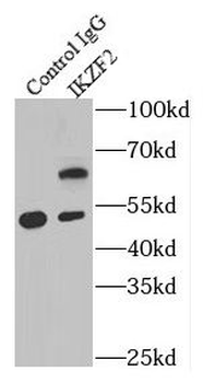 IKZF2 Antibody