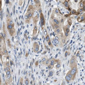 IL10 Antibody