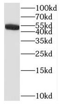 IL17RC Antibody