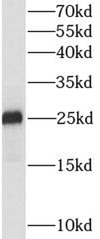IL1F10 Mouse Monoclonal Antibody
