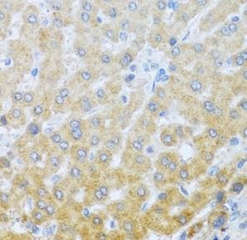 IL20 Antibody