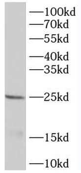 IL24 Antibody