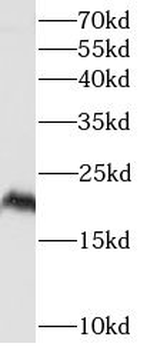 IFNL1 Mouse Monoclonal Antibody