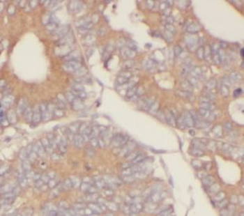 IL37 Antibody