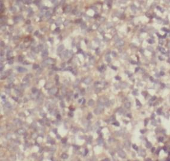 IL4 Antibody