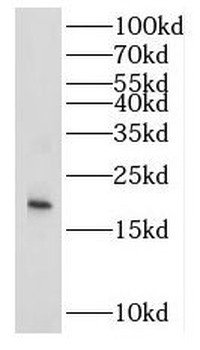 IL9 Antibody