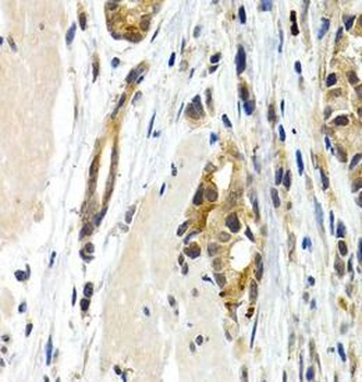 IL9 Antibody