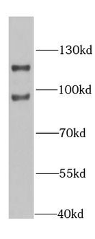 ILF3 Antibody