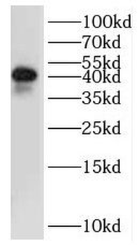 ILKAP Antibody