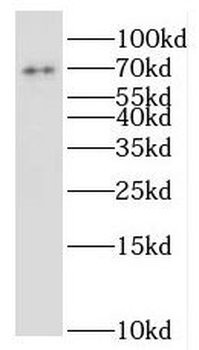 ILVBL Antibody