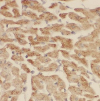 ILVBL Antibody