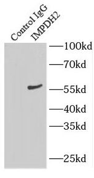 IMPDH2 Antibody