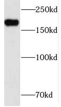 INF2 Antibody