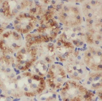 INF2 Antibody