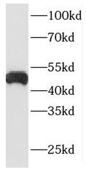 ING1 Rabbit Polyclonal Antibody
