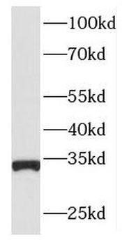 ING2 Antibody