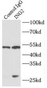 ING2 Antibody