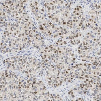 ING3 Antibody
