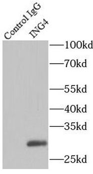 ING4 Antibody