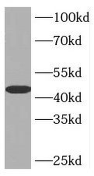 INPP5A Antibody