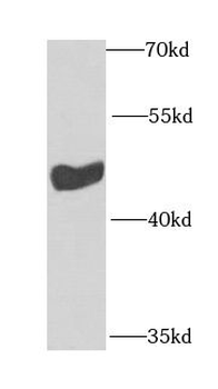 INPP5K Antibody