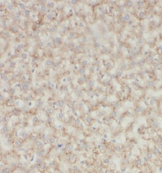 INSIG1 Antibody